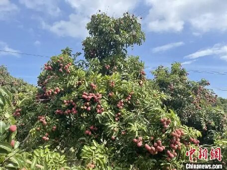 （走進中國鄉村）廣東汕頭雷嶺荔枝俏銷海內外